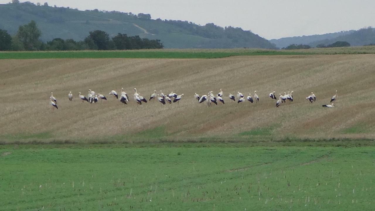 Gite Le Petit Moulin Rosenwiller Экстерьер фото